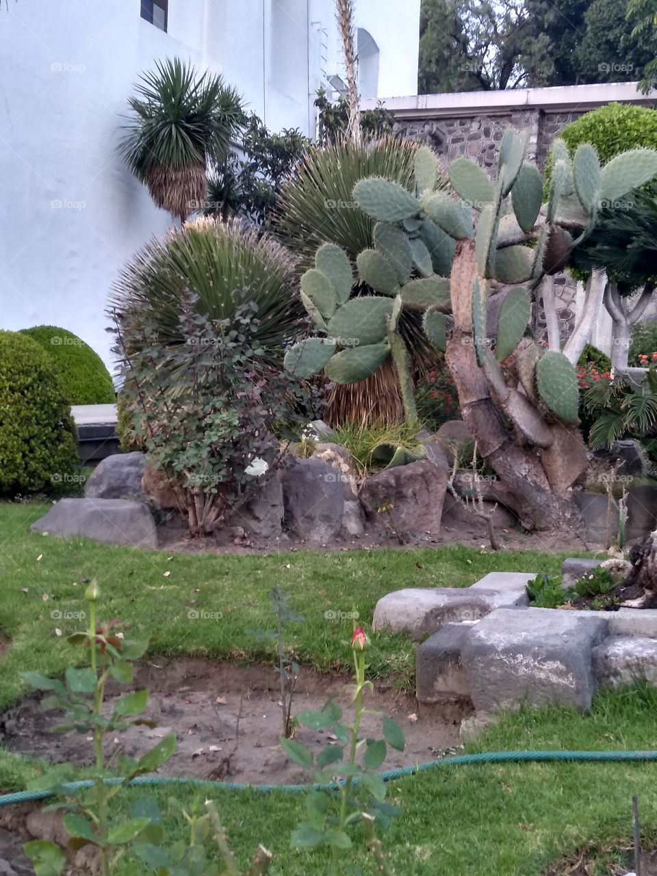 los nopales del jardín.