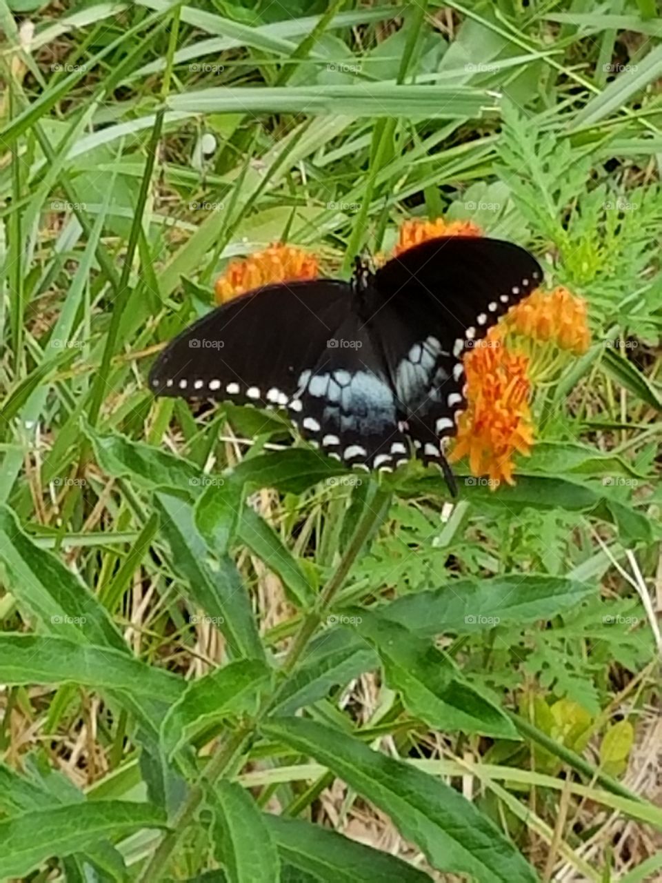 Blue swallow tail butterfly