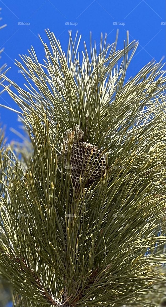 Pine Tree Bees