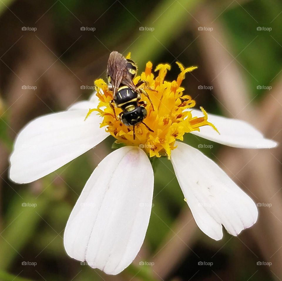 Bee pollinating