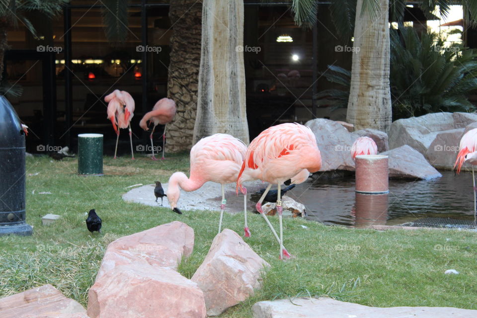 Flamingo Hotel, Las Vegas, Nevada