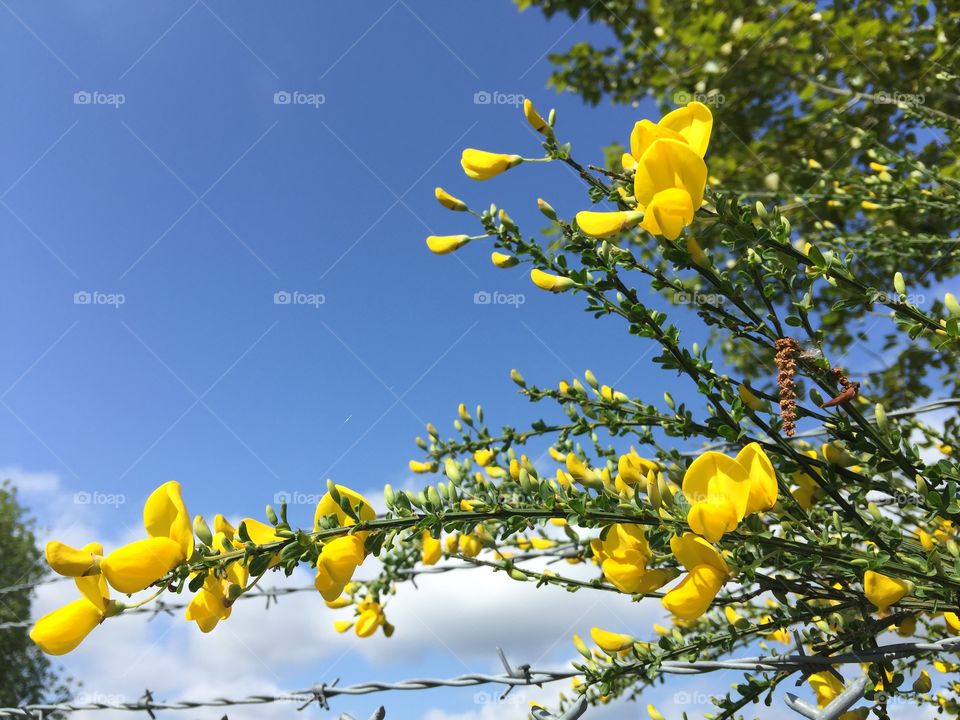 Yellow Kind of Day. Yellow is the color. It's all around, if you look. 