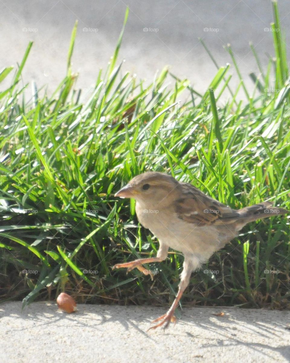 A little sparrow hopping on the sidewalk 