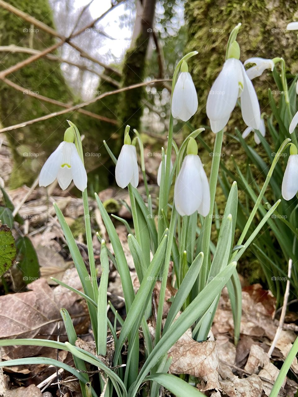 Snowdrops from an early spring evening walking with my partner - enjoying the fresh air ❤️