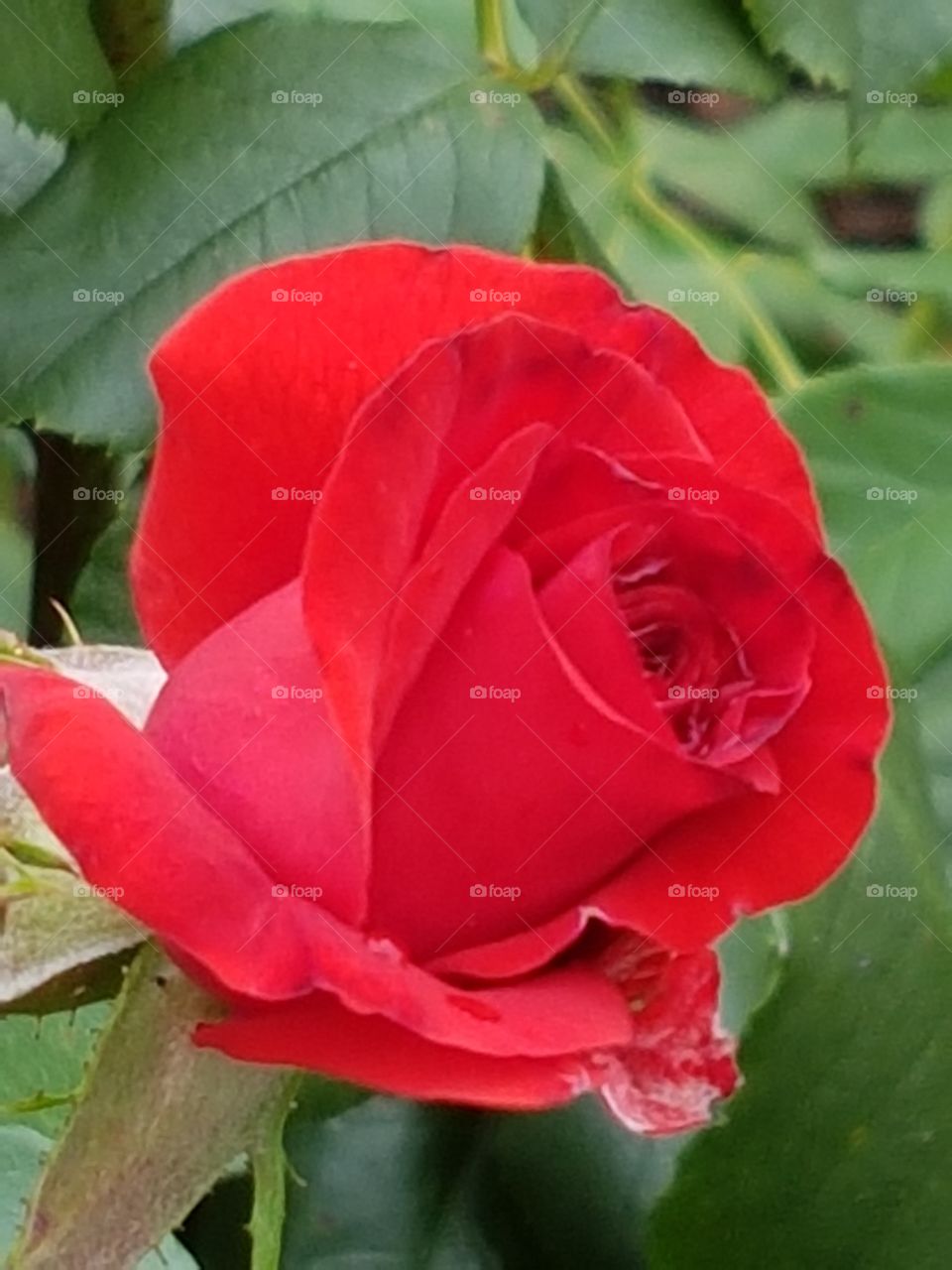 Rote Rose der Liebe