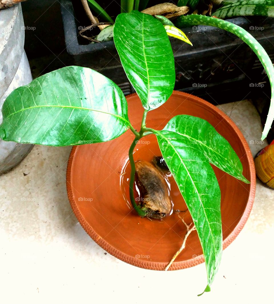 little bonsai mango