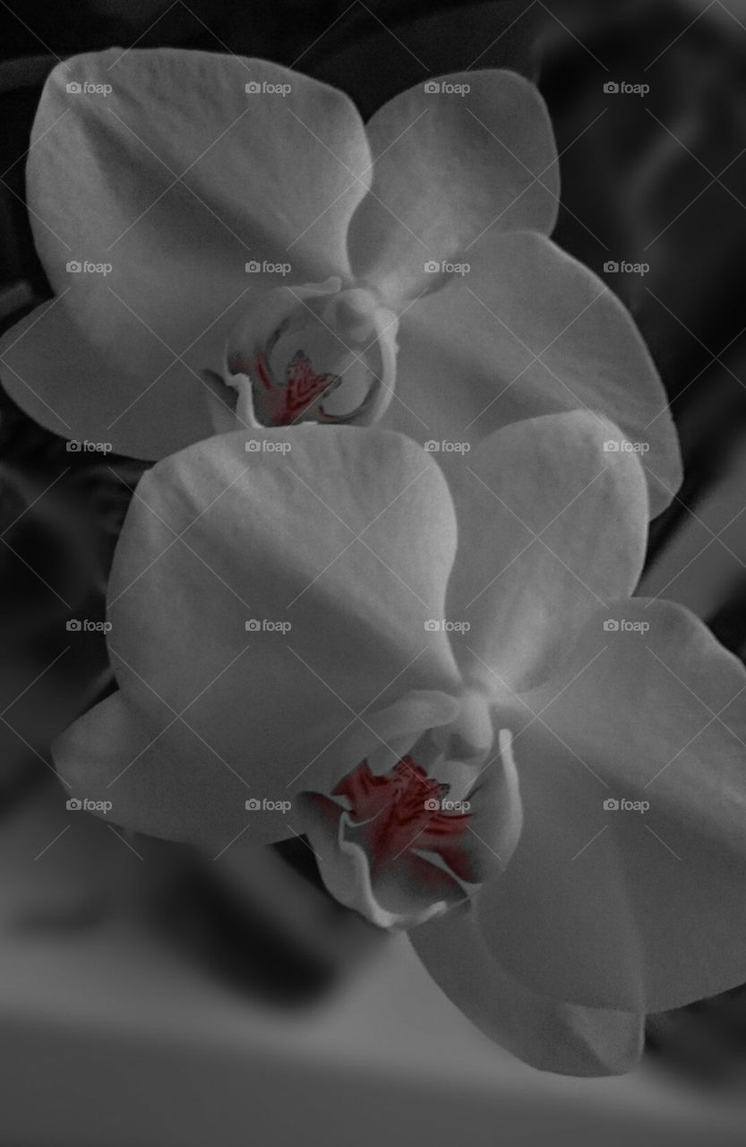 My Orchid in carmine. "Nothing can beat the smell of dew & flowers & the odor that comes out of the earth when the sun goes down." 
E. Waters