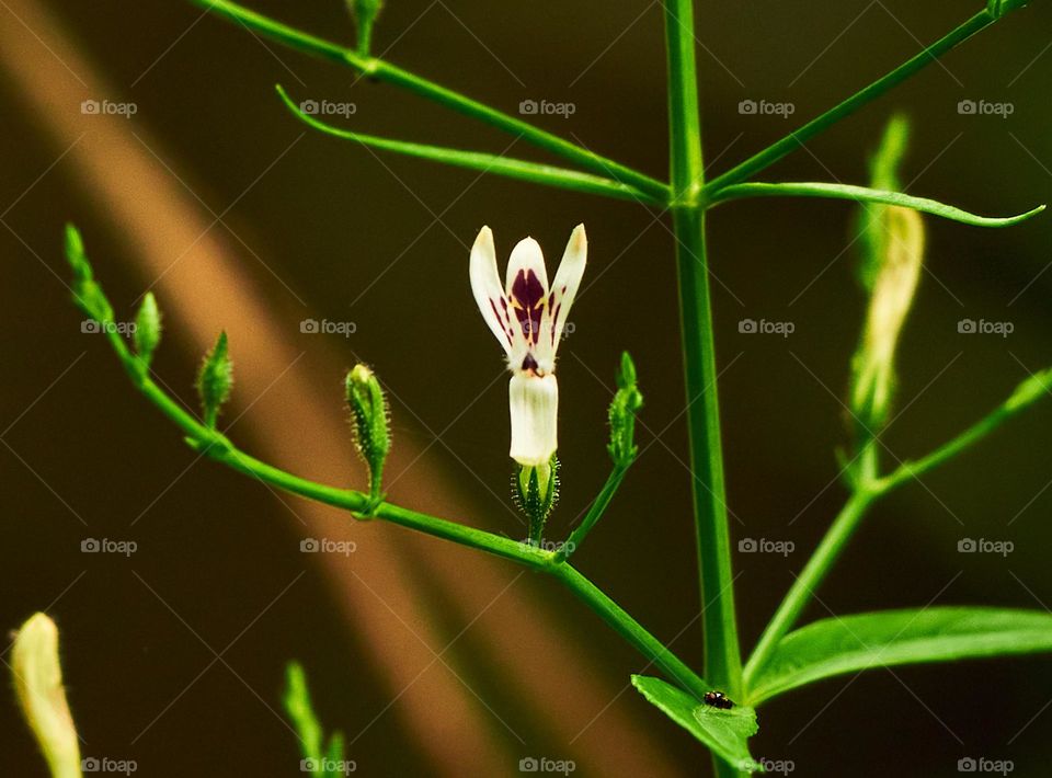 Floral photography - Creat - Green chiretta - Herb 