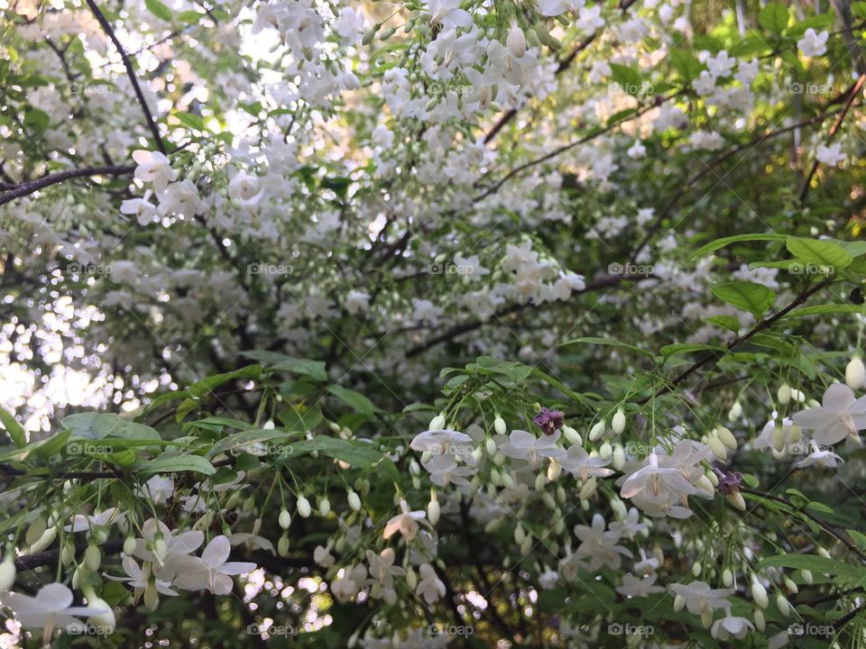 Tree, Leaf, Nature, Flower, Flora