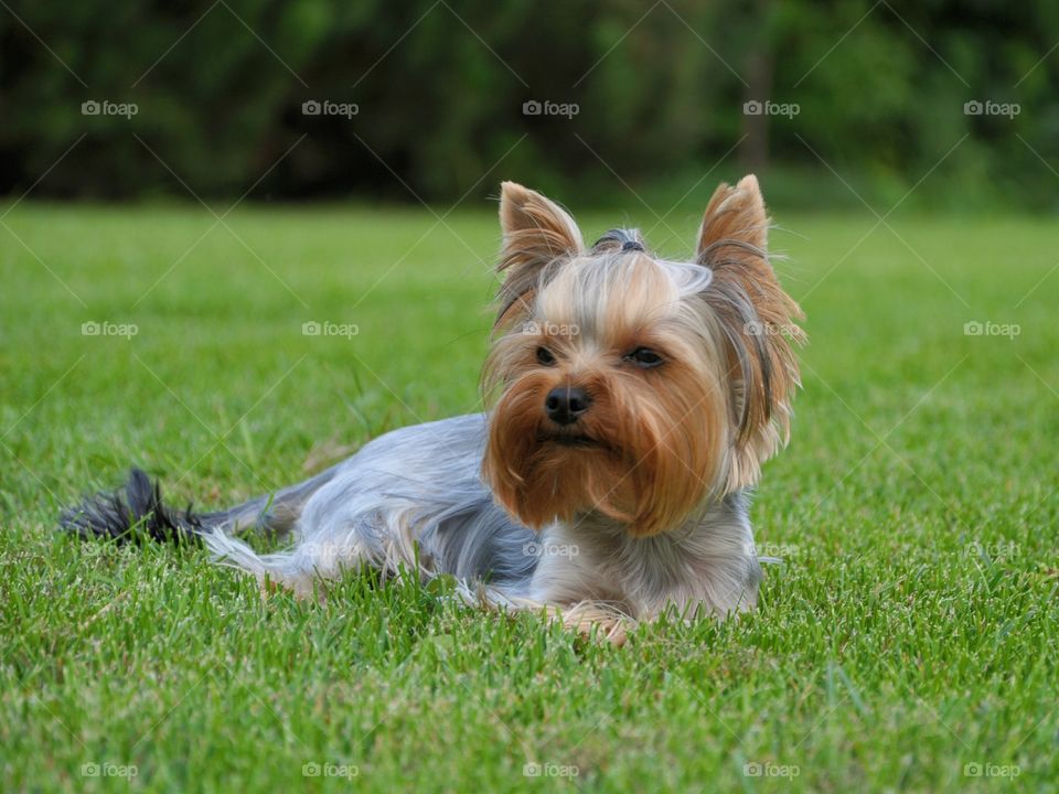 Yorkshire Terrier