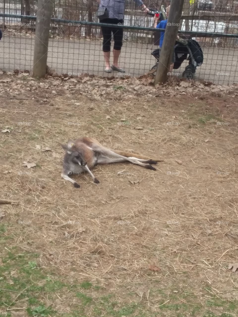 kangaroo