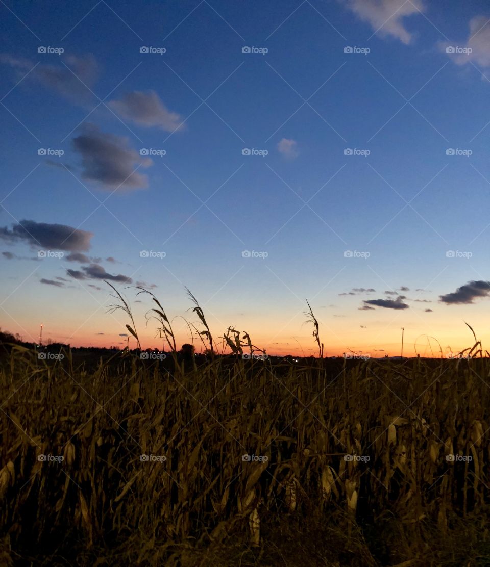 November Sunset and a cornfield 