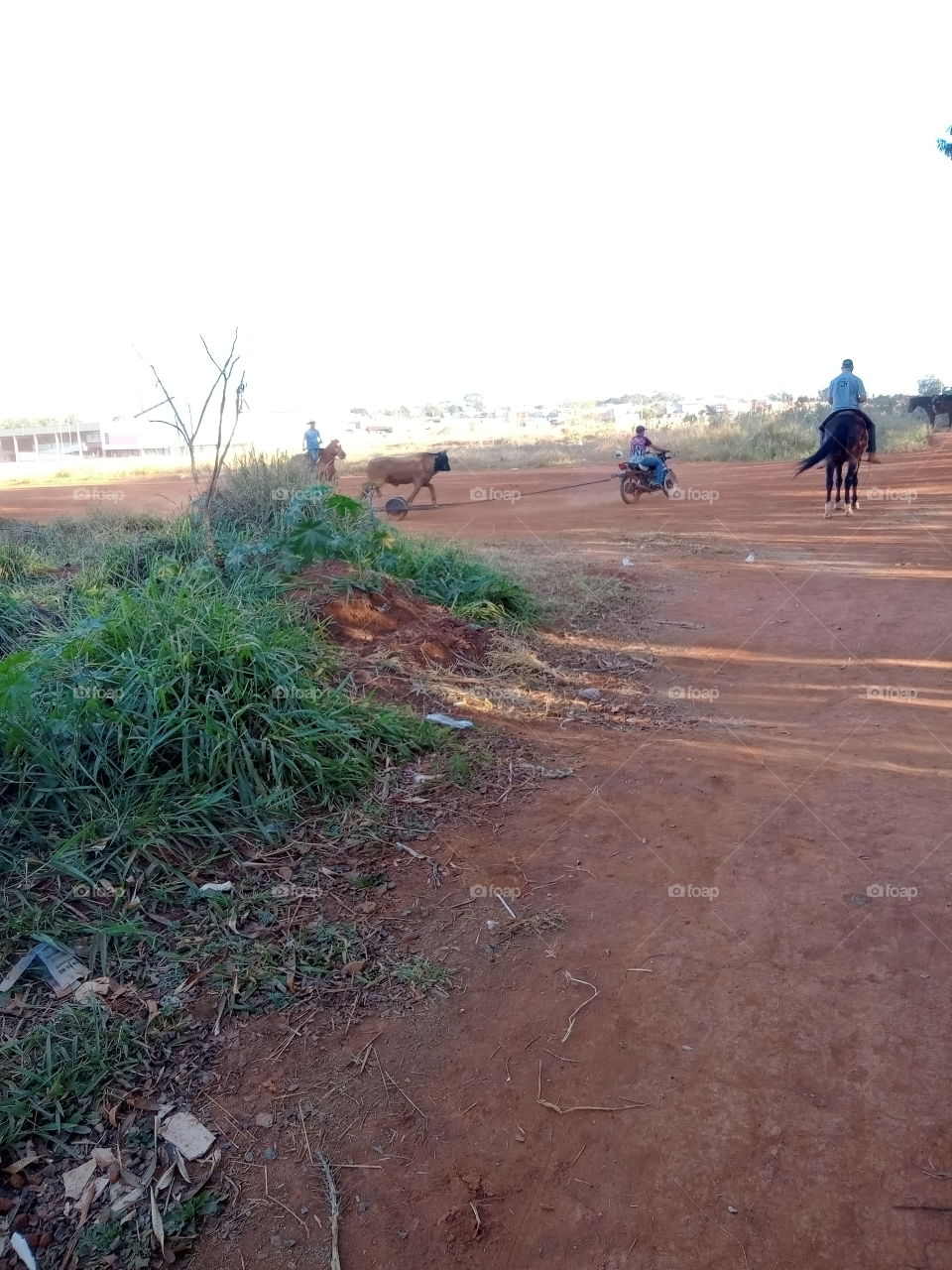 Treino para o rodeio!