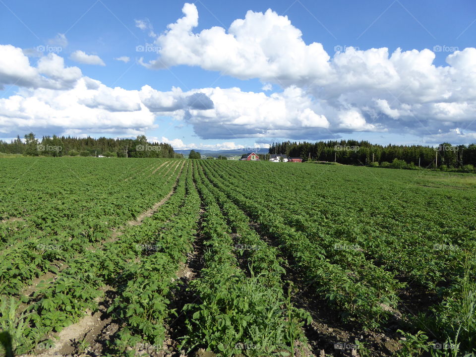 View of potato field