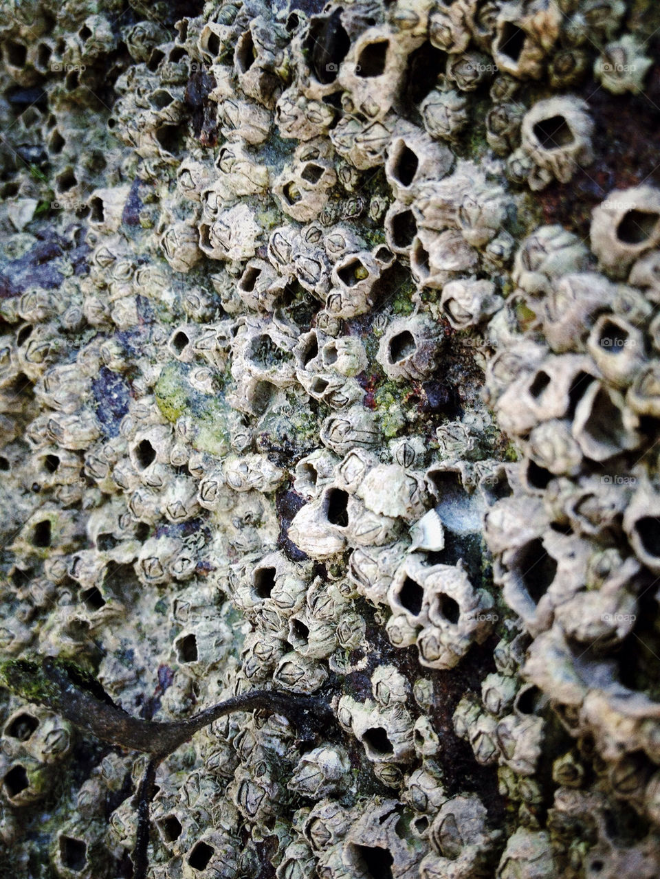ocean sea rock barnacles by kirimoth
