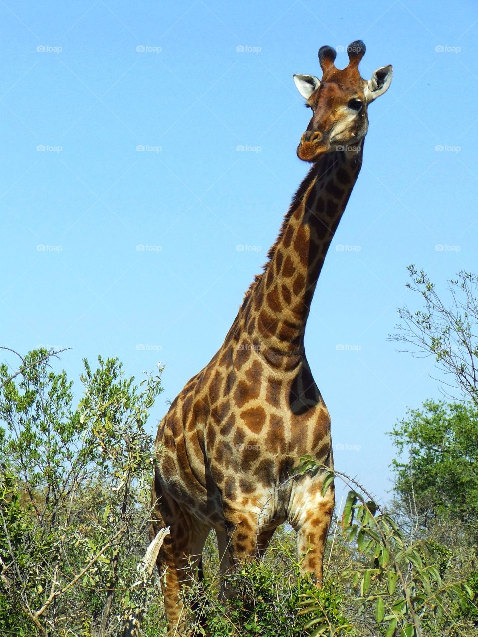 Girraffe