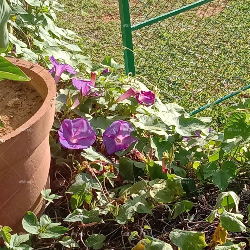 the sunny blooms 💛