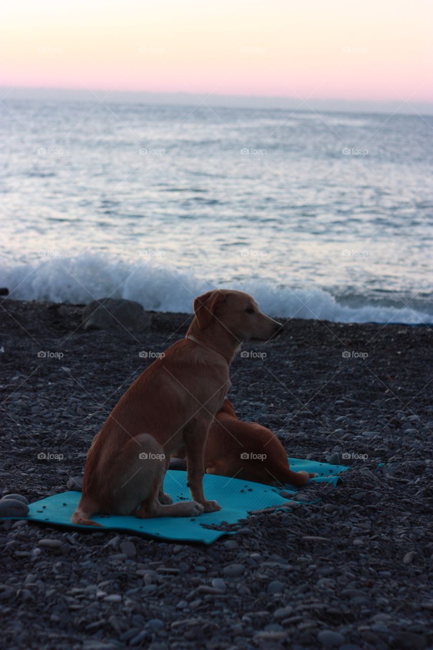 Beach, Water, No Person, Sea, Dog