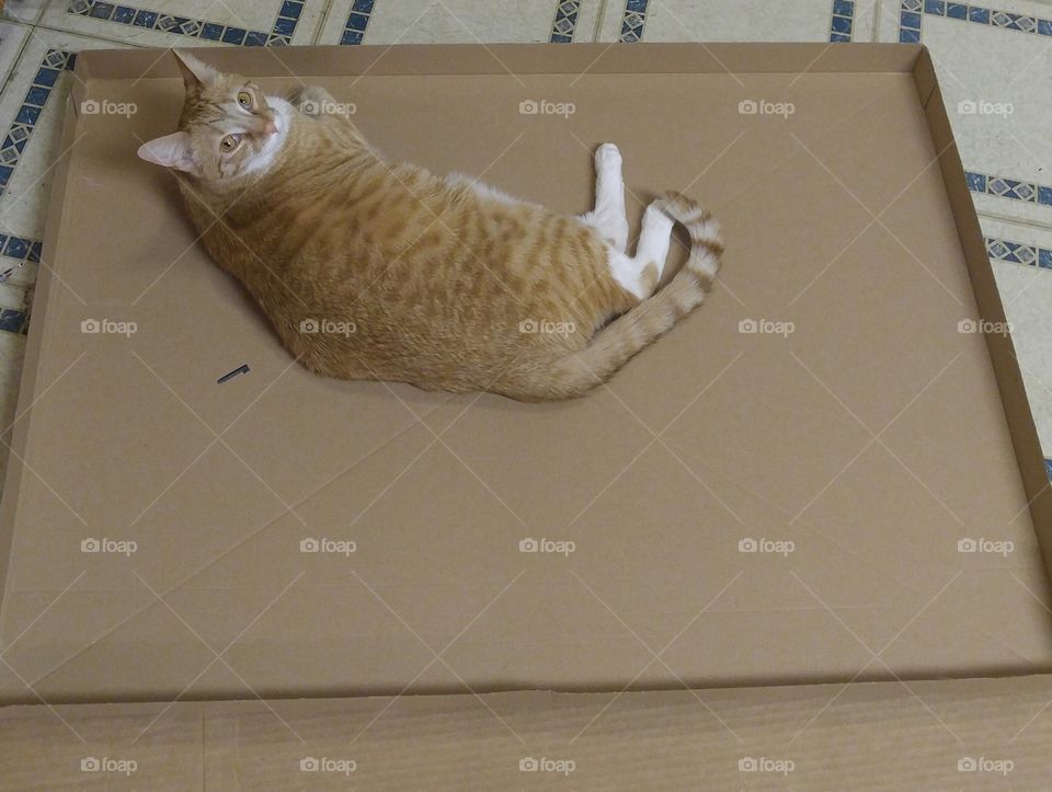 cardboard cat bed