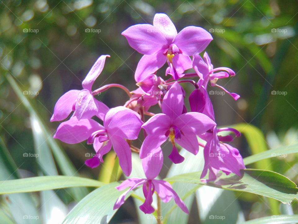 Orkidea 