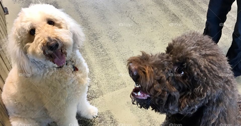 Jazz and Bentley at Doggie Central 