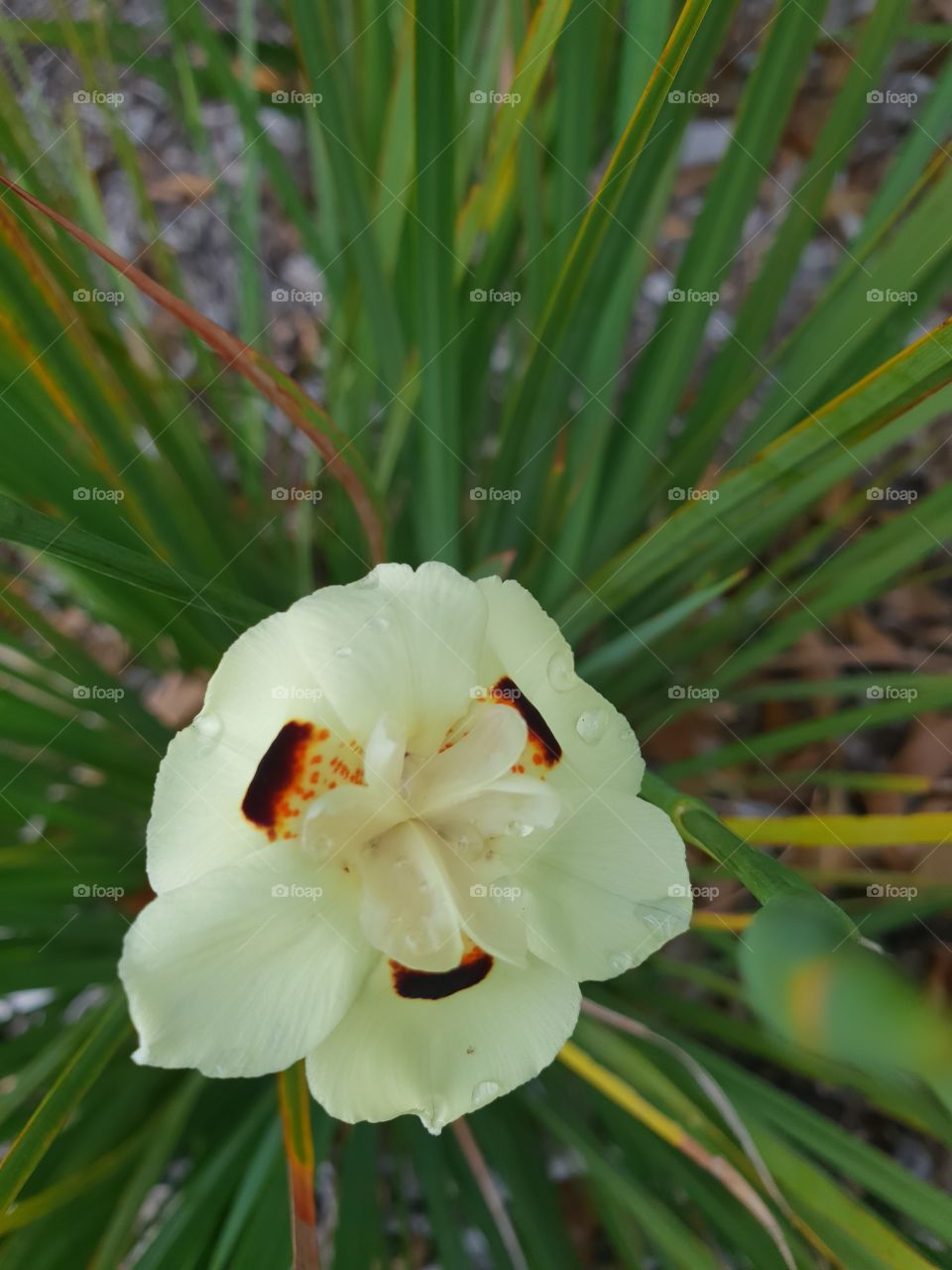 Pretty yellow flower