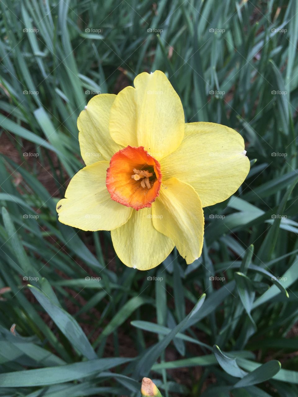 Close-up of daffodil flower