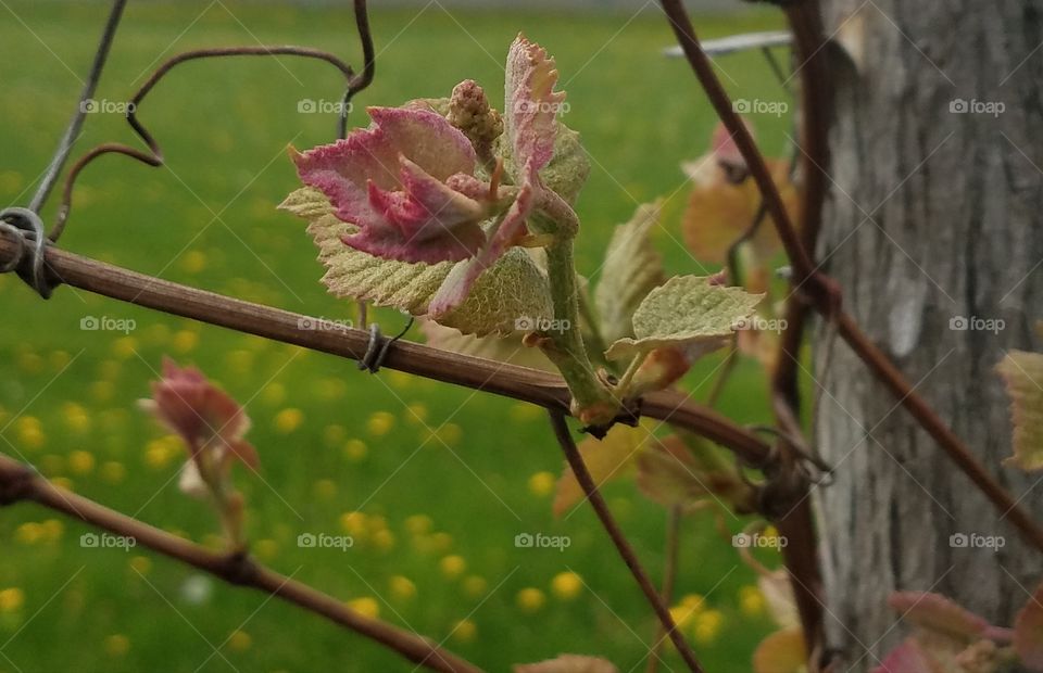 Grape Vine 1