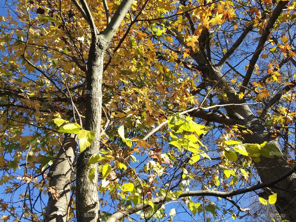 autumn leaves in a sweetgum tree