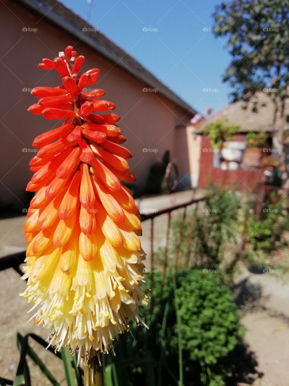 Beautiful garden flower