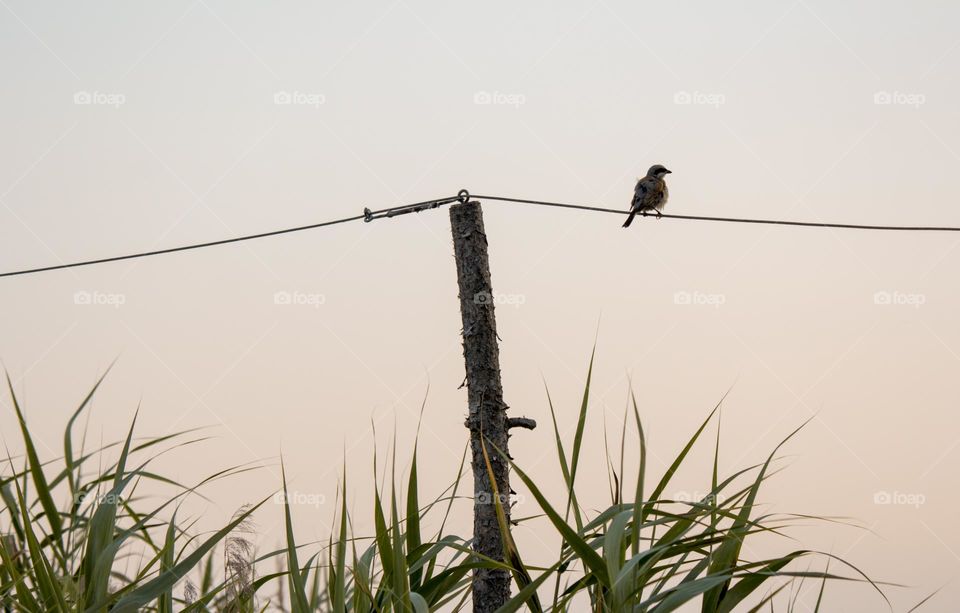 A bird on wire