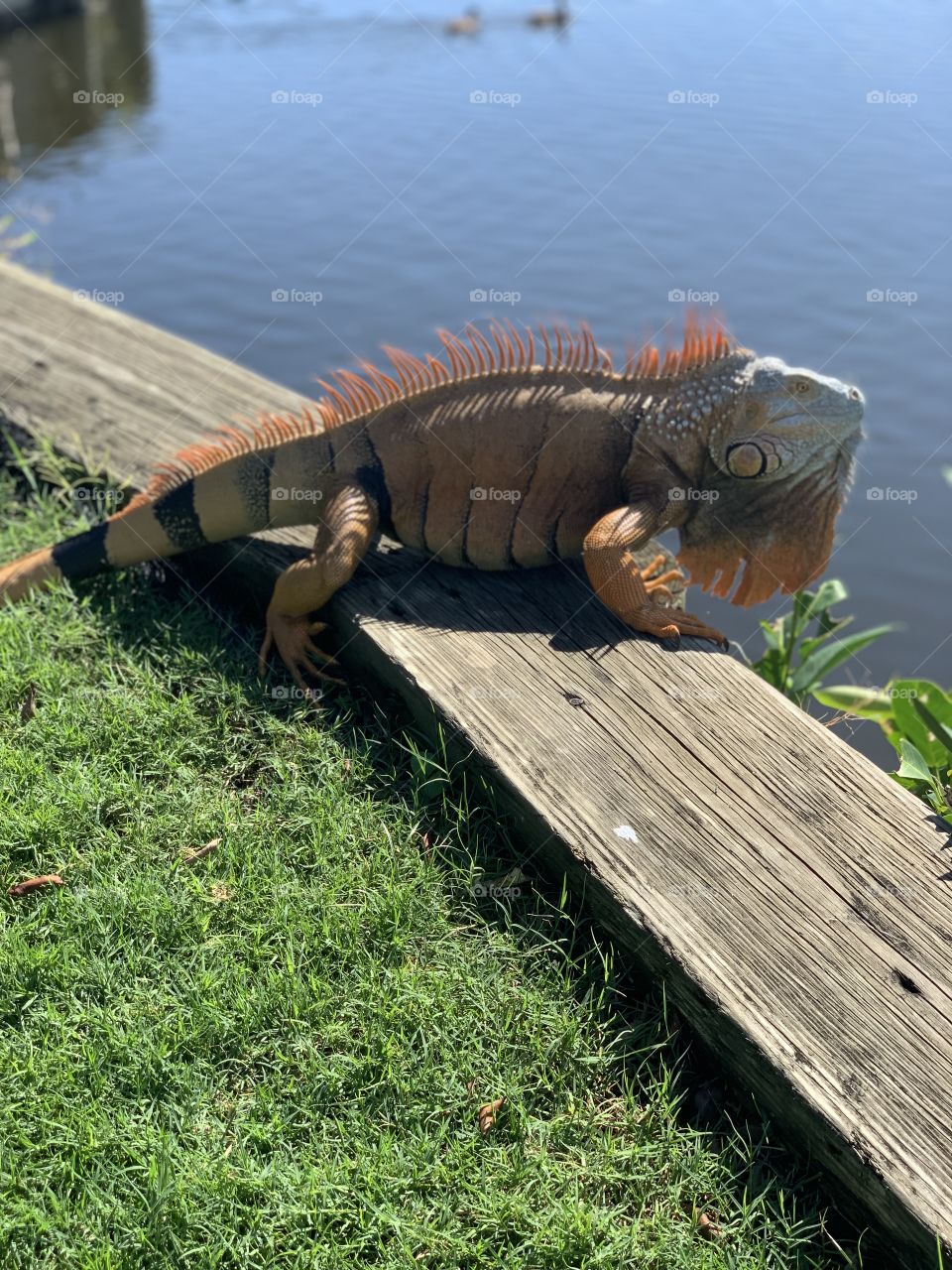 Iguana bathing 
