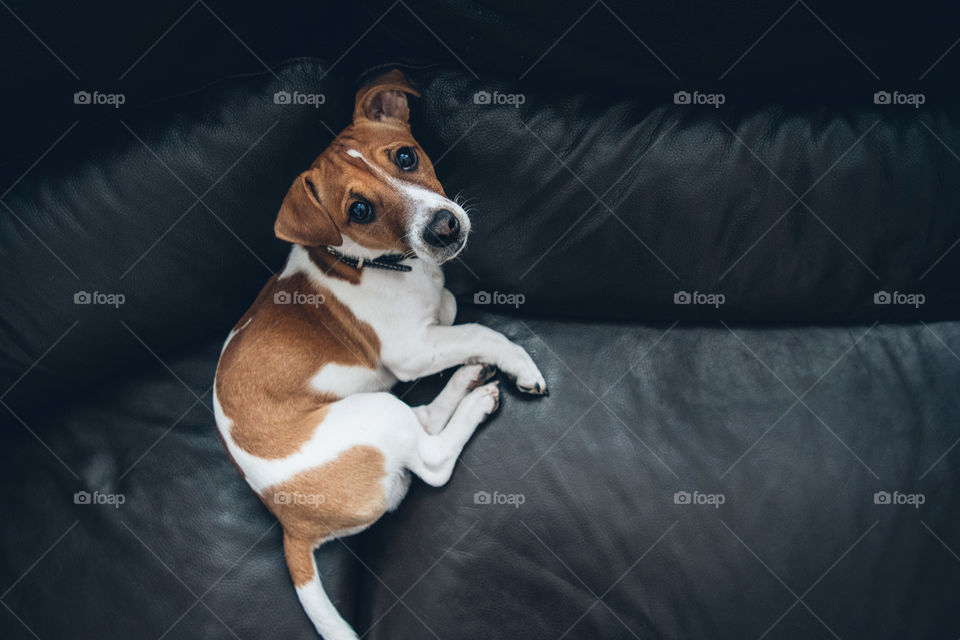 Cute Jack Russel Terrier