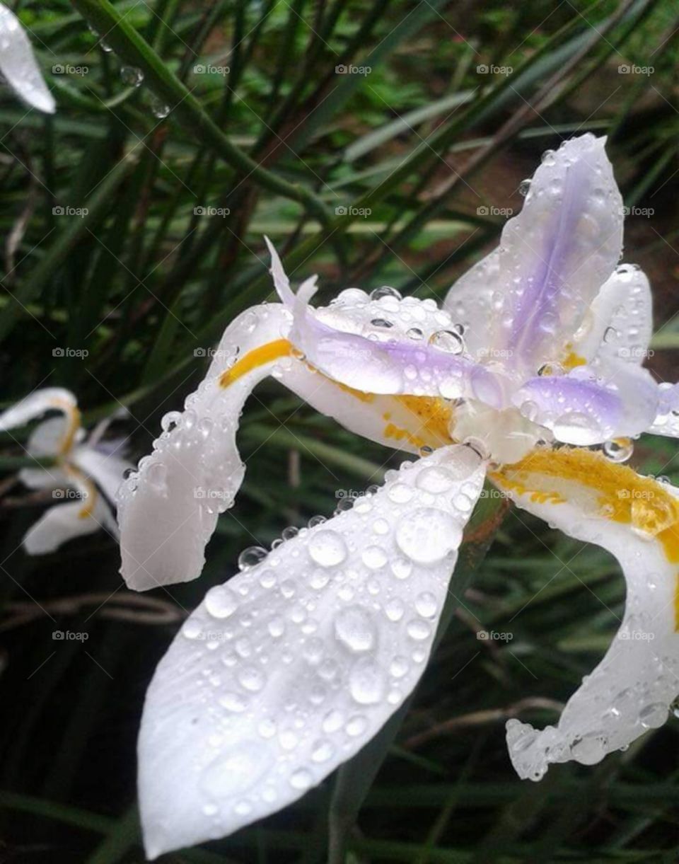 Watter in flower. Velvet. Wonderful. Magnifica flor cheia de gotículas de agua.
