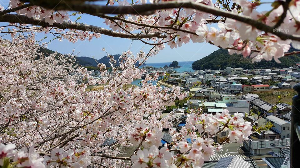 Cherry blossoms and a 
 coastal town on the back ground...