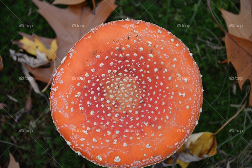 Fungus