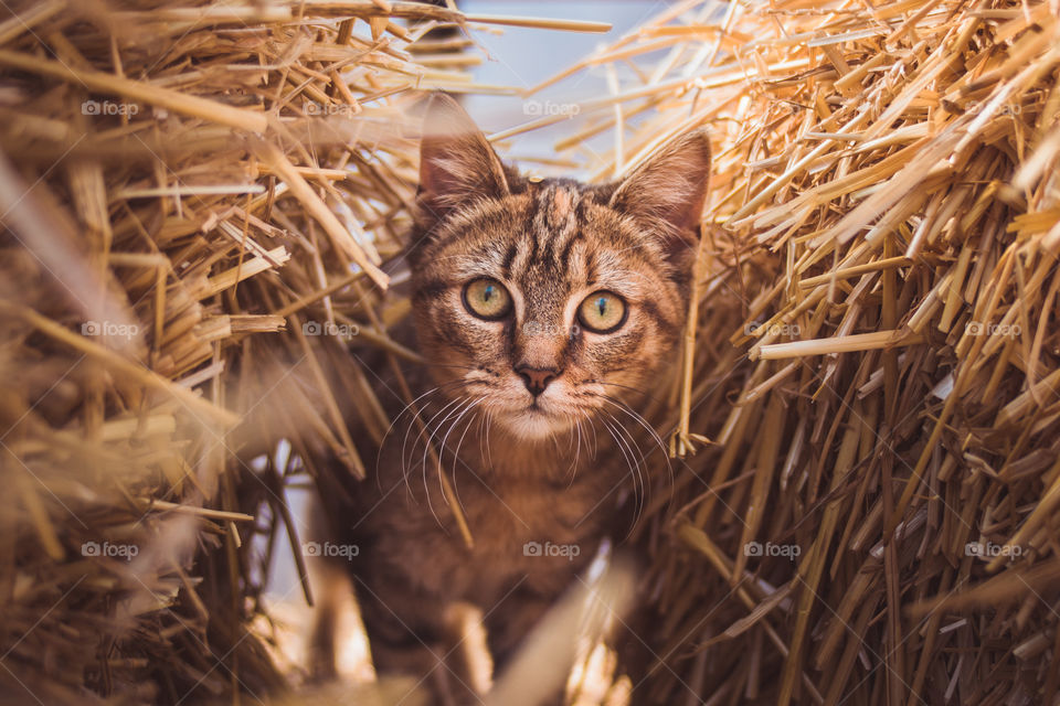A kitten peaks through some hay in a farm
