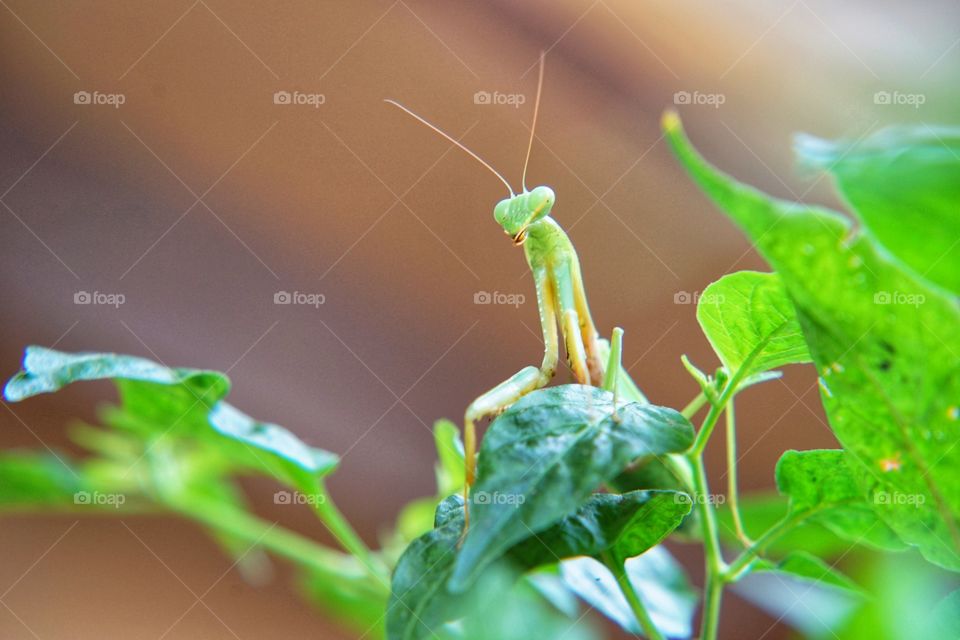 selfie grasshopper