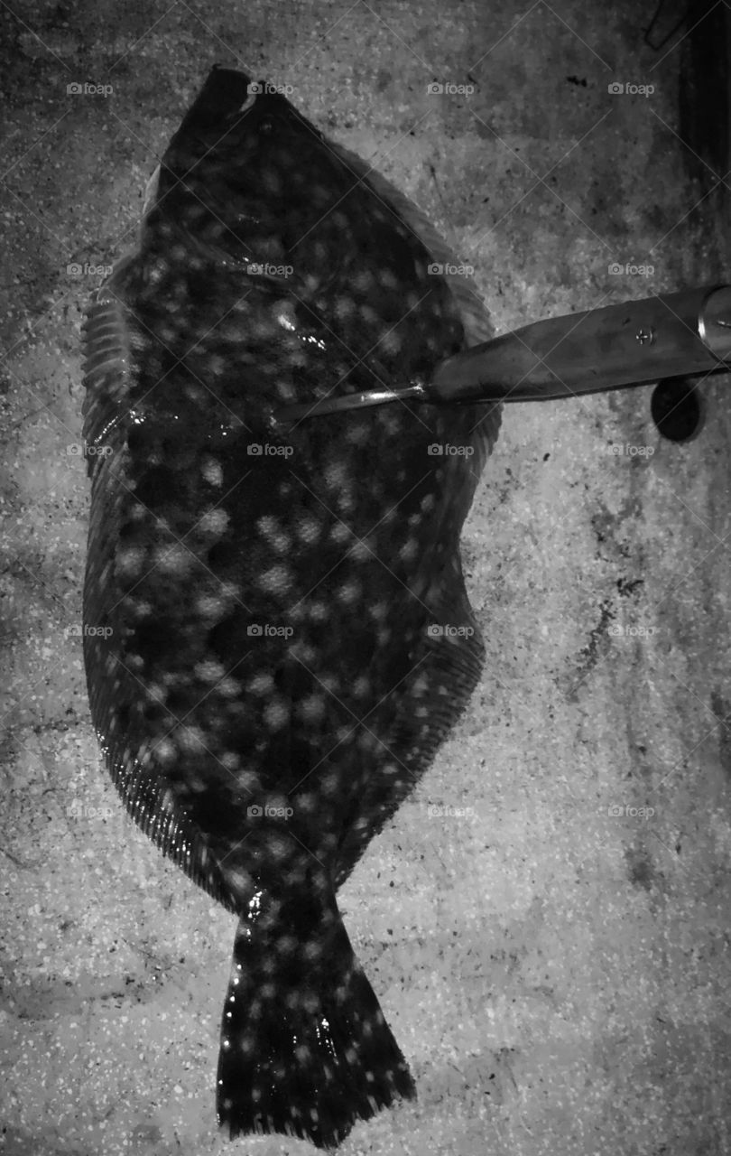 Flounder gigging river rat 