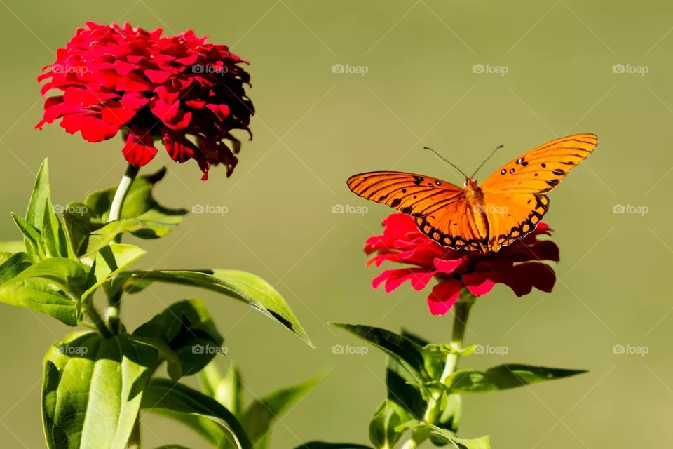 Butterfly on flower 