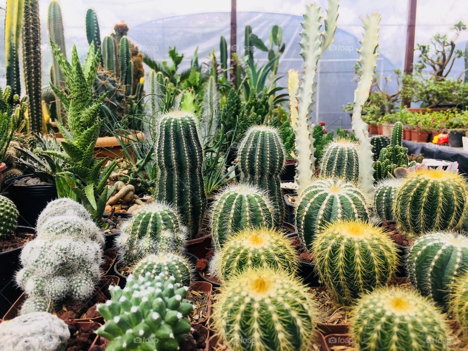 Cacti in Barangay Union