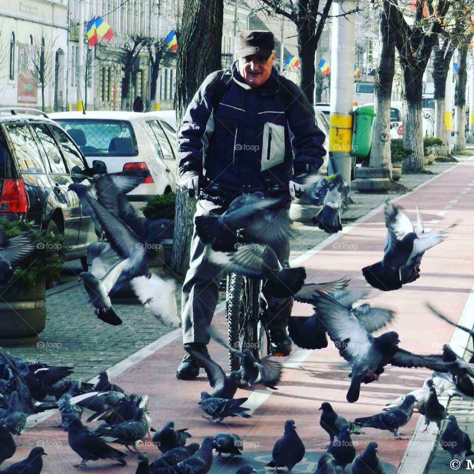 cycling pigeons