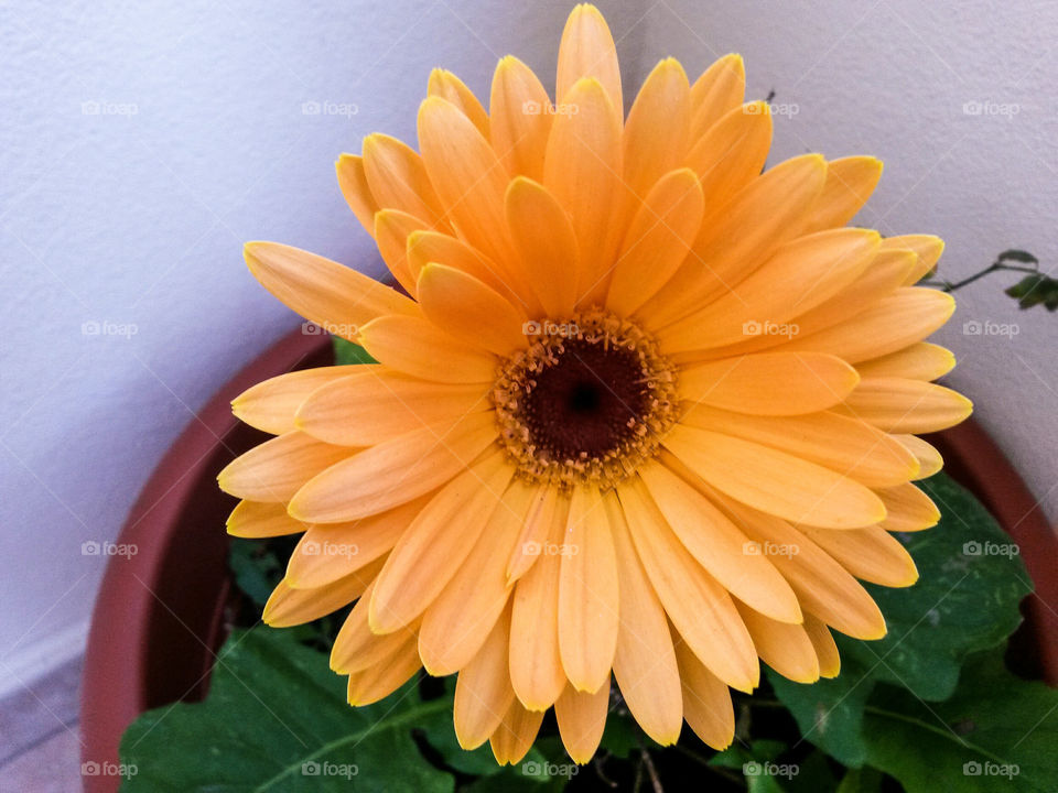 High angle view of yellow flower