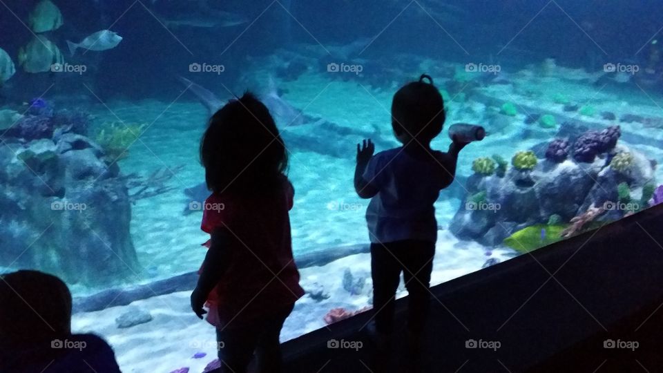 Explorers. Little explorers at the aquarium