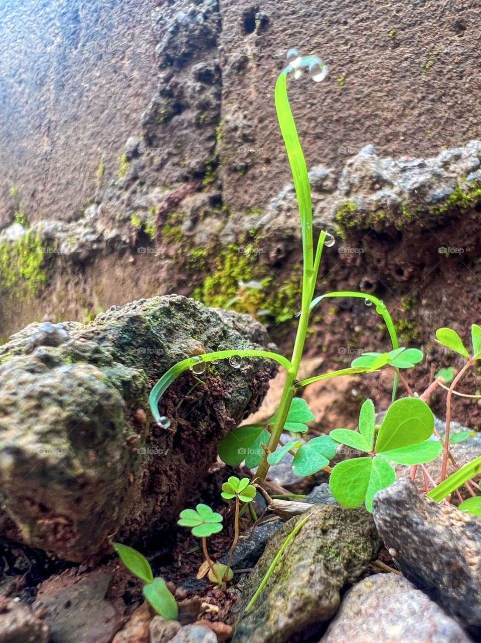 Portrait of young plant growing among rocks and mossy wall