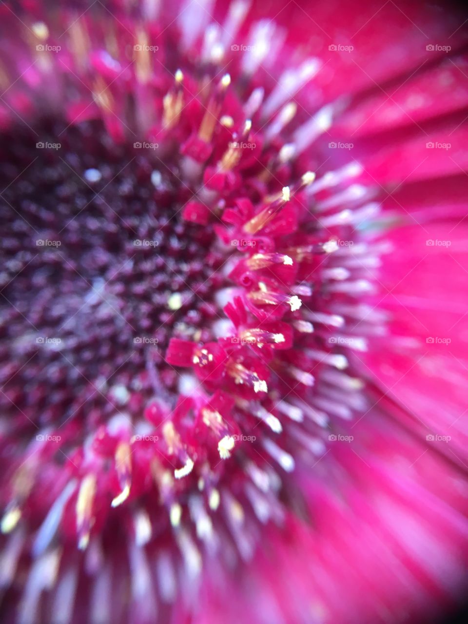 Gerbera closeup