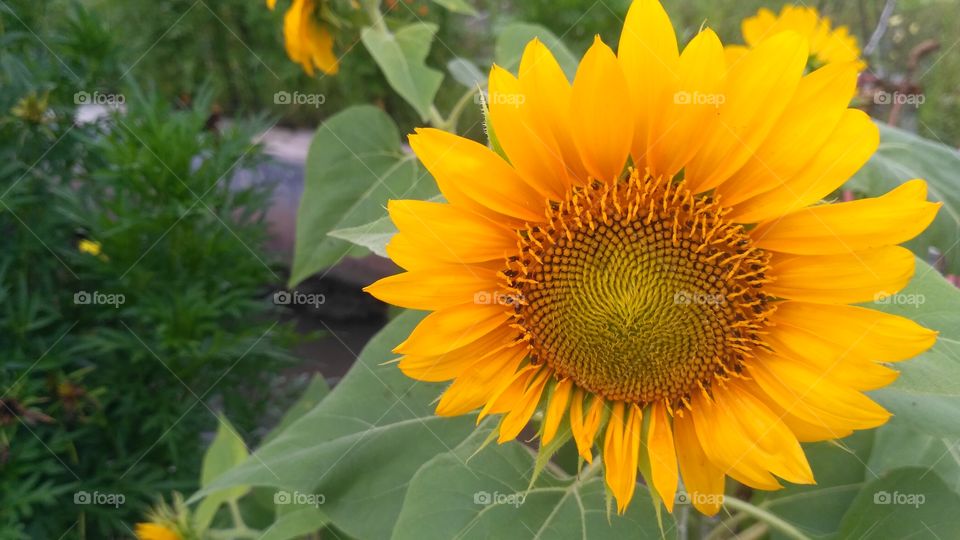flower of sun