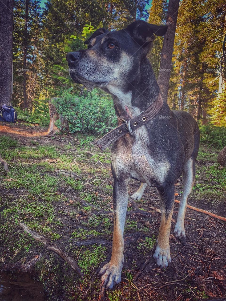 Pretty hound in the forest 