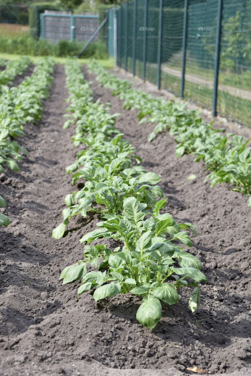 Potato plant on a tomato field