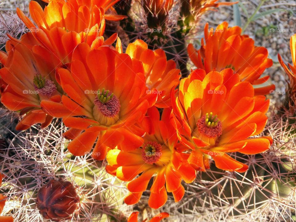 Blooming cactus